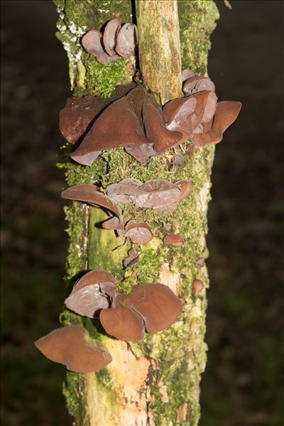 Auricularia auricula-judae