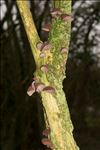 Auricularia auricula-judae