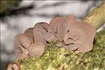 Auricularia auricula-judae