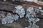Parmelia sulcata