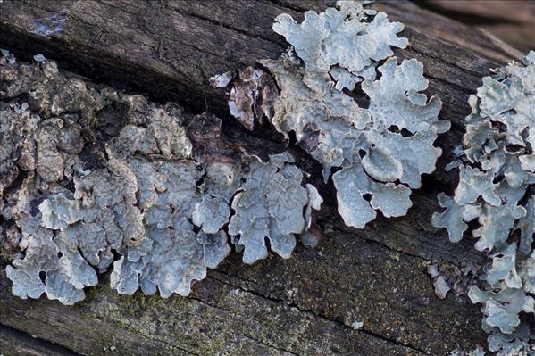 Parmelia sulcata