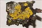 Xanthoria parietina