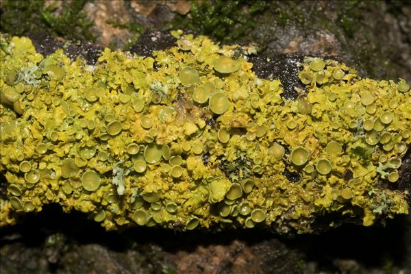 Xanthoria parietina