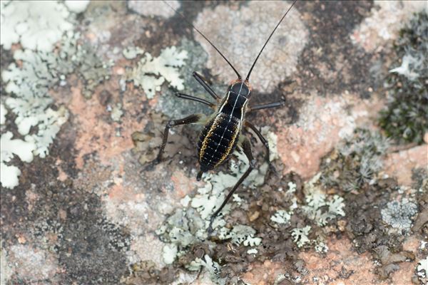 Barbitistes fischeri