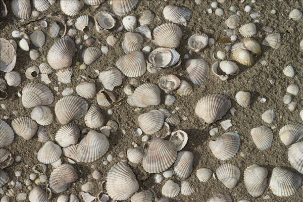 Cerastoderma glaucum