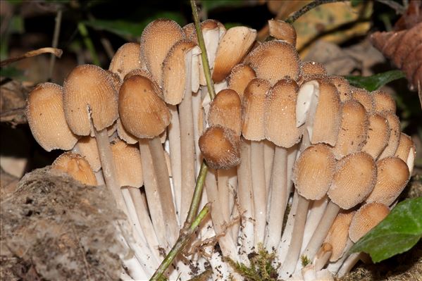 Coprinus micaceus