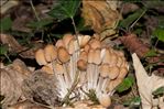 Coprinus micaceus