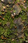 Peltigera membranacea