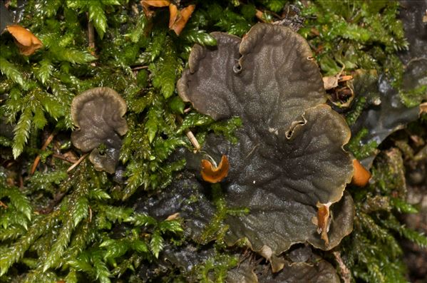 Peltigera membranacea