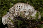 Peltigera membranacea