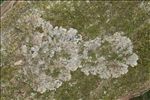 Peltigera praetextata