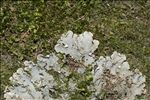Peltigera praetextata