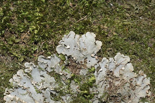 Peltigera praetextata