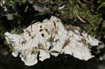 Peltigera praetextata