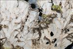 Peltigera praetextata