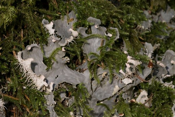 Peltigera praetextata