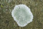 Phlyctis argena
