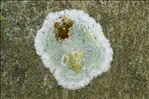 Phlyctis argena