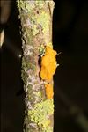 Tremella mesenterica