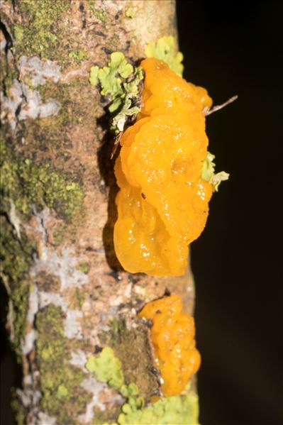 Tremella mesenterica