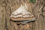 Fomes fomentarius