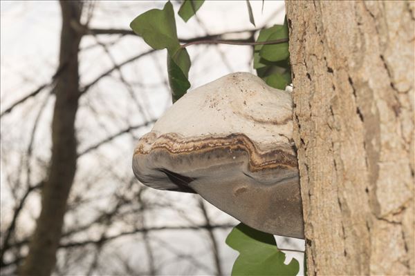 Fomes fomentarius