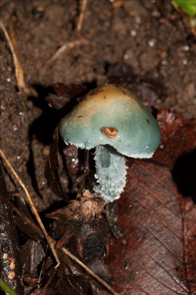 Stropharia aeruginosa