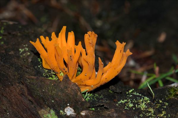 Calocera viscosa