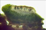 Hyperphyscia adglutinata