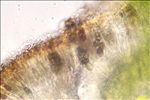 Hyperphyscia adglutinata