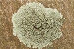 Hyperphyscia adglutinata