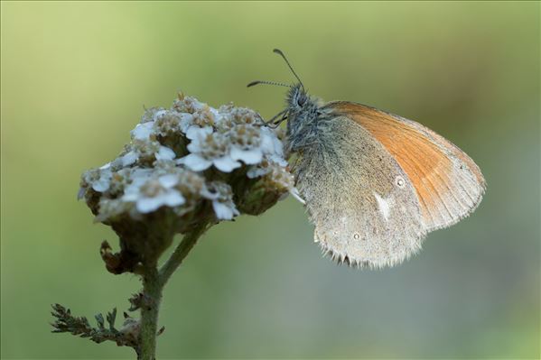 Coenonympha glycerion bertolis