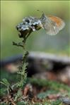 Coenonympha glycerion bertolis