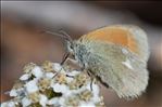 Coenonympha glycerion bertolis