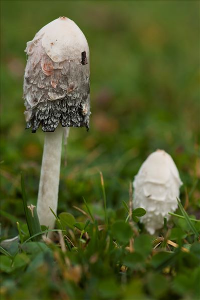 Coprinus comatus