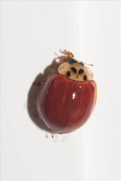 Harmonia axyridis