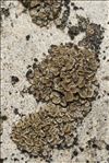 Lecanora dispersa