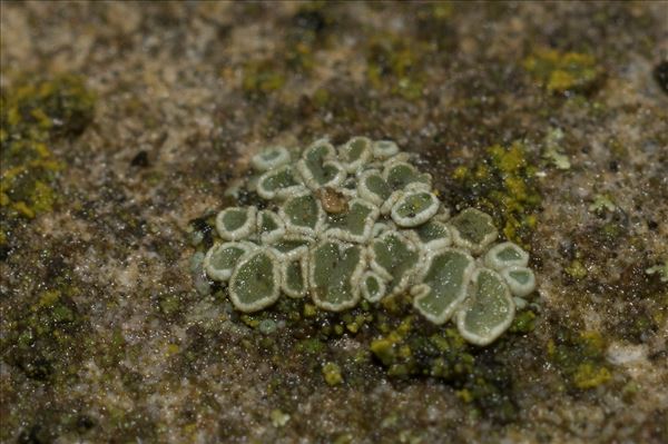 Lecanora dispersa