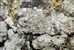 Myriolecis albescens