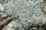 Myriolecis albescens
