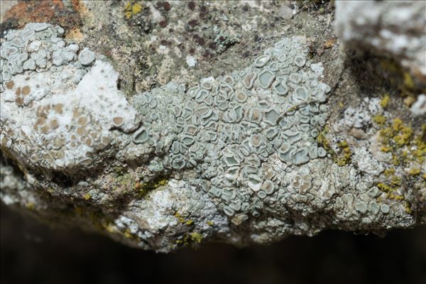 Myriolecis albescens