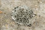 Myriolecis albescens