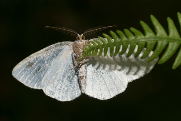 Jodis lactearia