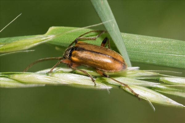 Cortodera humeralis