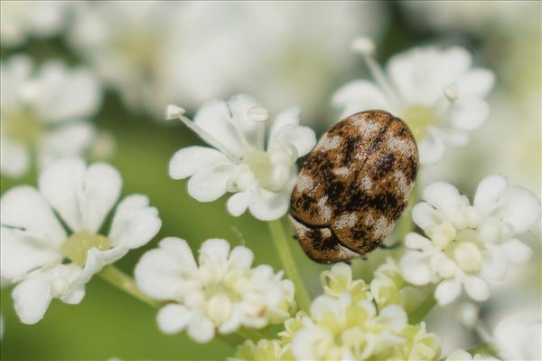 Anthrenus verbasci