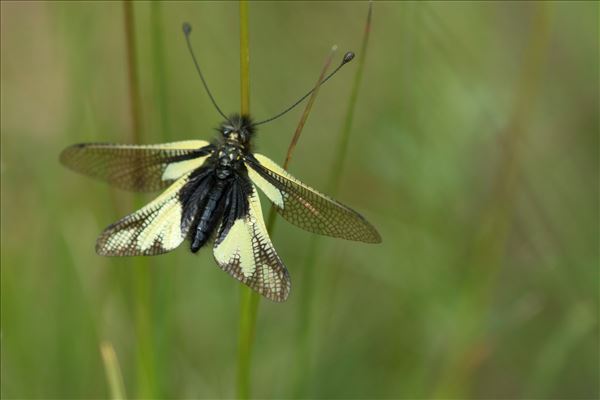 Libelloides coccajus