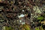 Normandina pulchella