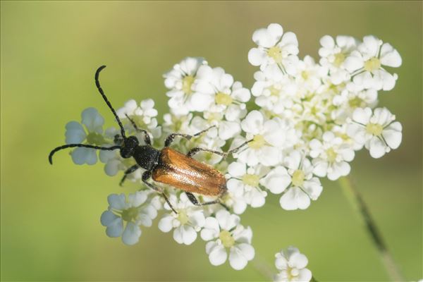 Stictoleptura fulva