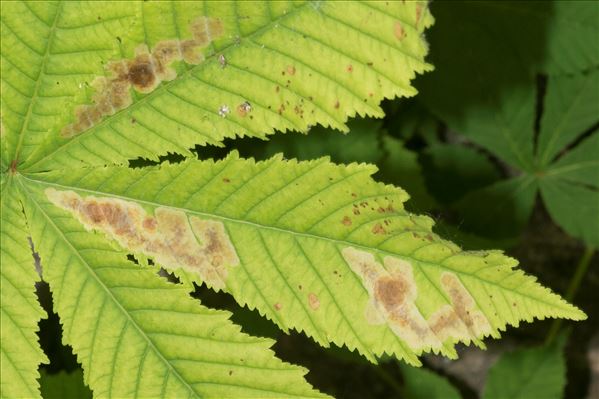 Cameraria ohridella