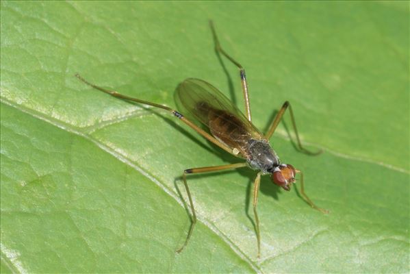 Neria cibaria